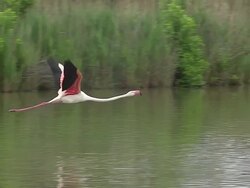 MS TS SLO MO Greater Flamingo, phoenicopterus ruber roseus adult in Flight / Saintes Marie de la Mer, Camargue, France Stock Footage