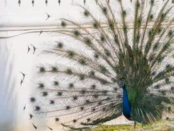 Peacock feathers beautiful bird. Stock Footage