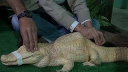 Albino alligator has acupuncture for scoliosis and a hunchback Instructional Video