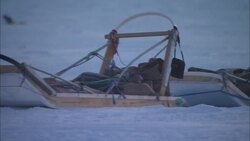 Sled dogs pull sleds and equipment across Alaska's snowy tundra. Stock Footage
