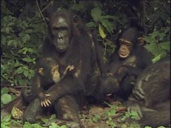 MS, Chimpanzee (Pan troglodytes) family sitting on ground in forest, Gombe Stream National Park, Tanzania Stock Footage
