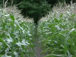 Corn row zoom in HD Stock Footage