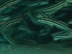 CU Striped eel catfish school swimming against surge / Matola, Maputo, Mozambique Stock Footage