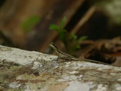 lizard resting in a log in the rainforest Stock Footage