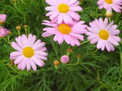 Pink daisies bud blooming Stock Footage