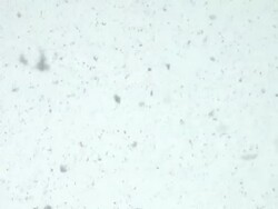 HD: Snow Stock Footage