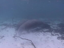 Manatee Stock Footage