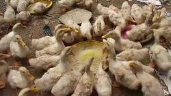 Duckes in farm Stock Footage