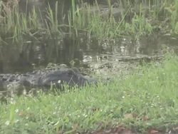 Big alligator 5 Stock Footage
