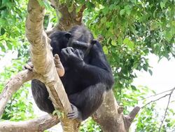 Chimpanzees Stock Footage