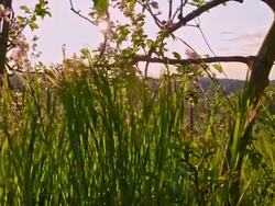 SLO MO Grass growing in the apple tree orchard Stock Footage