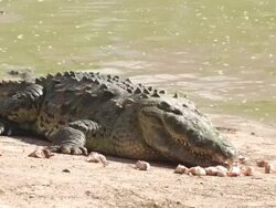 CU, Honduras, Crocodile feeding on riverbank Stock Footage