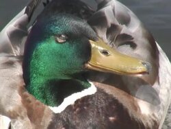 Mallard 3-1: HD 1080/60i Stock Footage