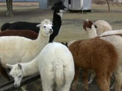 HD 1080i Alpacas Eating from Trough Stock Footage