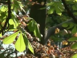 HD: Spring time Stock Footage