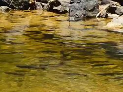 Fishes in a pond Stock Footage