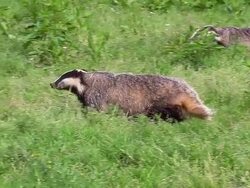 WS SLO MO TS View of European Badger pair running on field / Calvados, Normandy, France Stock Footage
