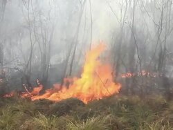 Forest fire Stock Footage
