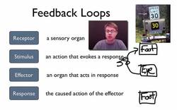Elements of a Feedback Loop Instructional Video