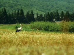 Stork Walking Stock Footage
