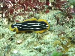 CU TS Flatworm gliding along reef covered in various algae / Matola, Maputo, Mozambique Stock Footage