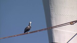 Queen Mary off Long Beach News Clip