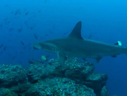 Hammerhead shark Stock Footage