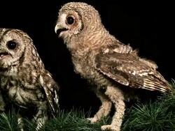 MS Shot of two Eurasian Tawny Owl looking around / Calvados, Normandy, France Stock Footage