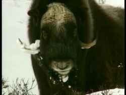 CU Lone Musk Ox looking to camera in snow, Arctic circle Stock Footage