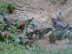 Thick-billed Green Pigeon ( treron curvirostra) Stock Footage