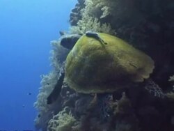 MS Hawksbill sea turtle, Eretmochelys imbricata, swimming alongside vertical reef from rear head turns from side to side, Maldives Stock Footage