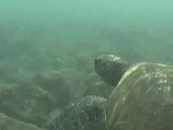 Swimming Turtle in Hawaii Stock Footage