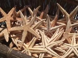 (HD1080i) Basket of Star Fish, Push Stock Footage