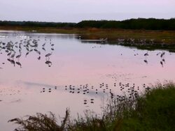 Birds in a Pink Wetland's Sunrise Stock Footage