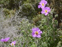 WS View of A bee pollinates Rockrose (Cistus albidus) / Verghia, Corsica, France Stock Footage