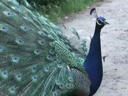 Peacock 29 - HD 1080/60i with sound Stock Footage