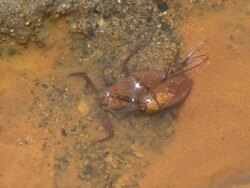 Mating Bugs on red stream Stock Footage