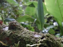 Leaf cutter ants (Atta sp.) walking along a branch above a rainforest stream in the Ecuadorian Amazon. Stock Footage