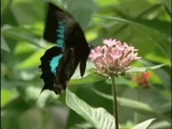 CU Ulysses butterfly flapping wings as feeds on flower, Australia Stock Footage
