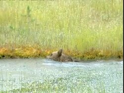Brown bear (Ursus arctos) cub swimming in boggy pool, Russia Stock Footage
