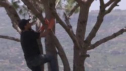 Ras el-Matn is Lebanon's biggest pine nut producer Instructional Video