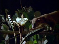 Kinkajou, MCU kinkajou collects nectar from white flower, zooms in; Panama; Stock Footage