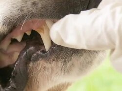 HD: Veterinarian Examining Dog's Teeth Stock Footage