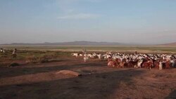 Mongolian nomads driving sheep and goats flock to a sheep catch pen Stock Footage