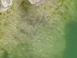 Water reflections in green pond Stock Footage