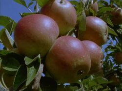 CU Apple being picked by hand, 2nd apple falls Stock Footage