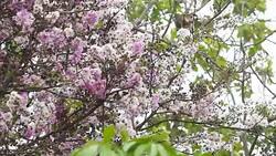 Moving of pink flower Stock Footage