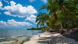 Tropical Beach with Palm Trees - Cuba Stock Footage