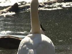 Grooming bird Stock Footage