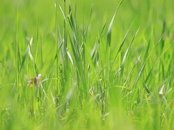 HD:Green grass Stock Footage